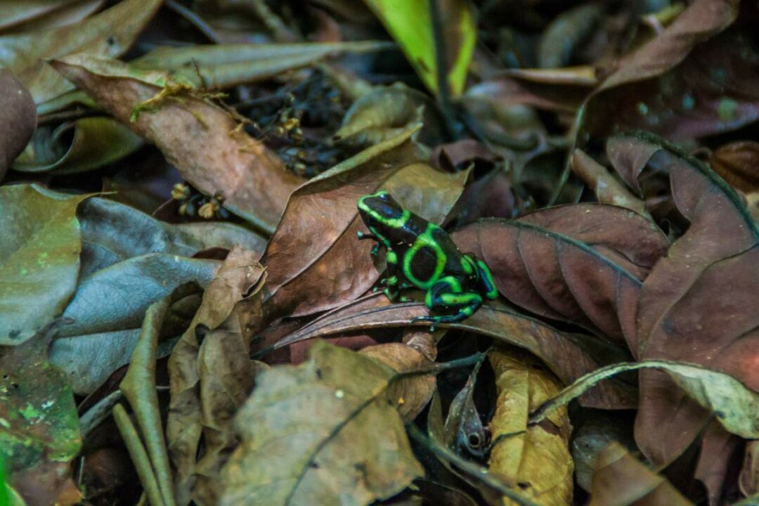 Manuel Antonio National Park: Guide To Costa Rica's Gem