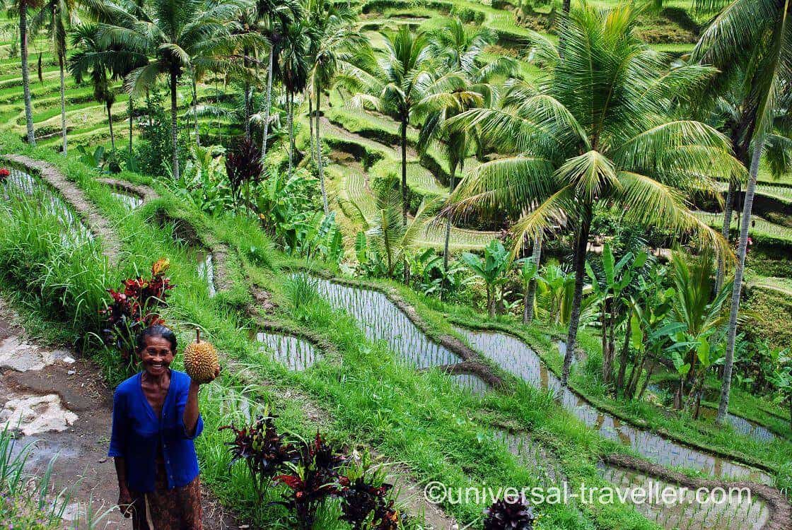 Rice Field Ubud Bali Indonesia Dsc 0112 Universal Traveller Luxury Adventure Travel And Lifestyle
