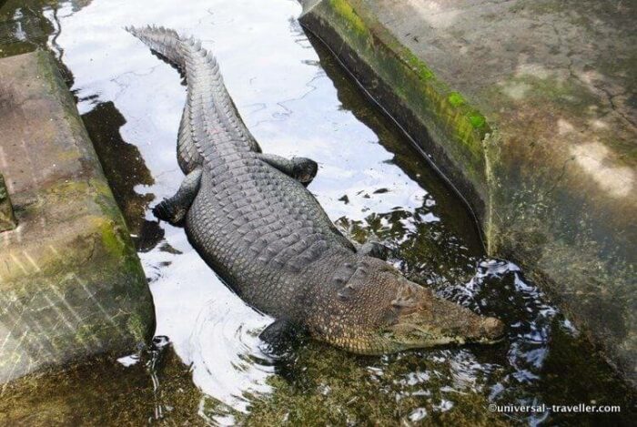 Crocodile Farm Palawan Wildlife Rescue Center In Puerto Princesa