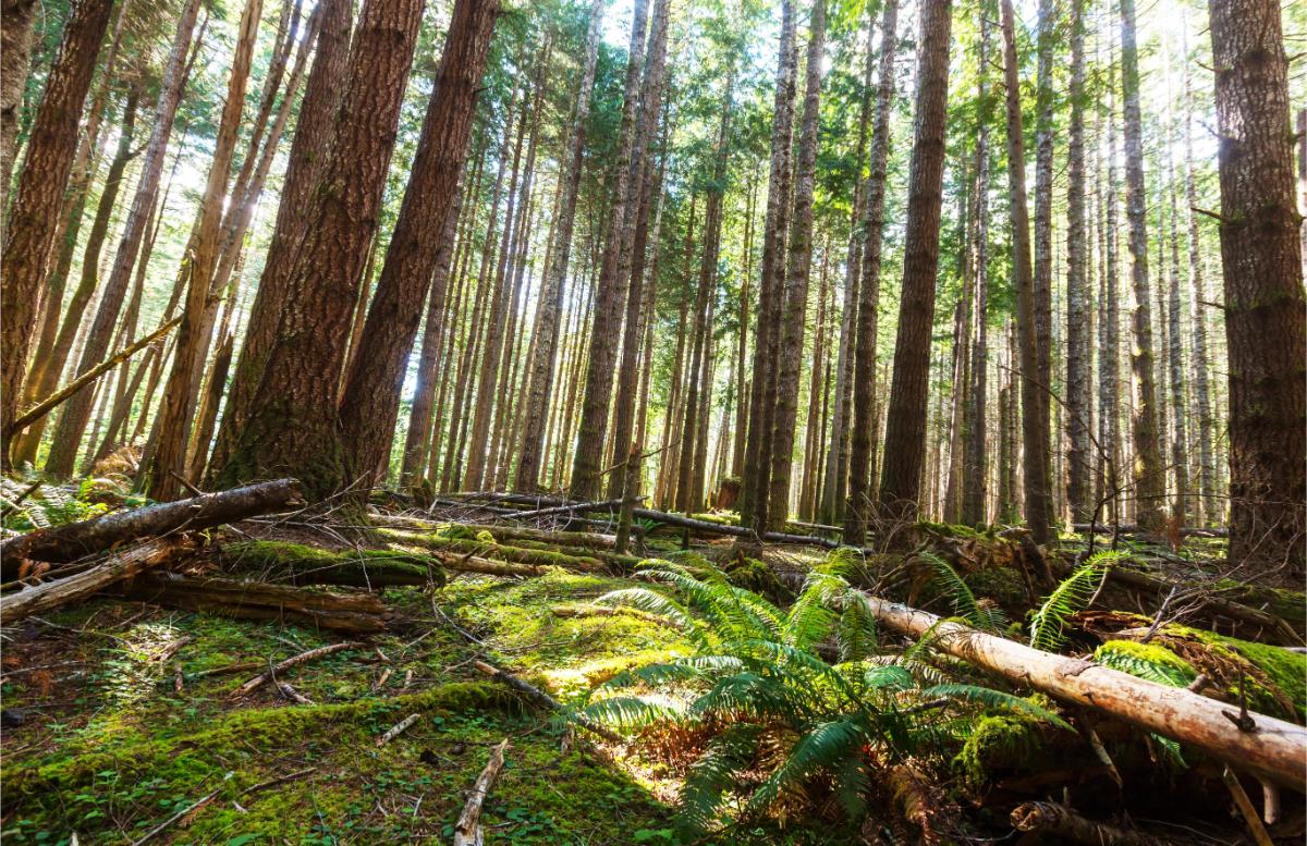 Ultimate List of Best Things to do on Vancouver Island6