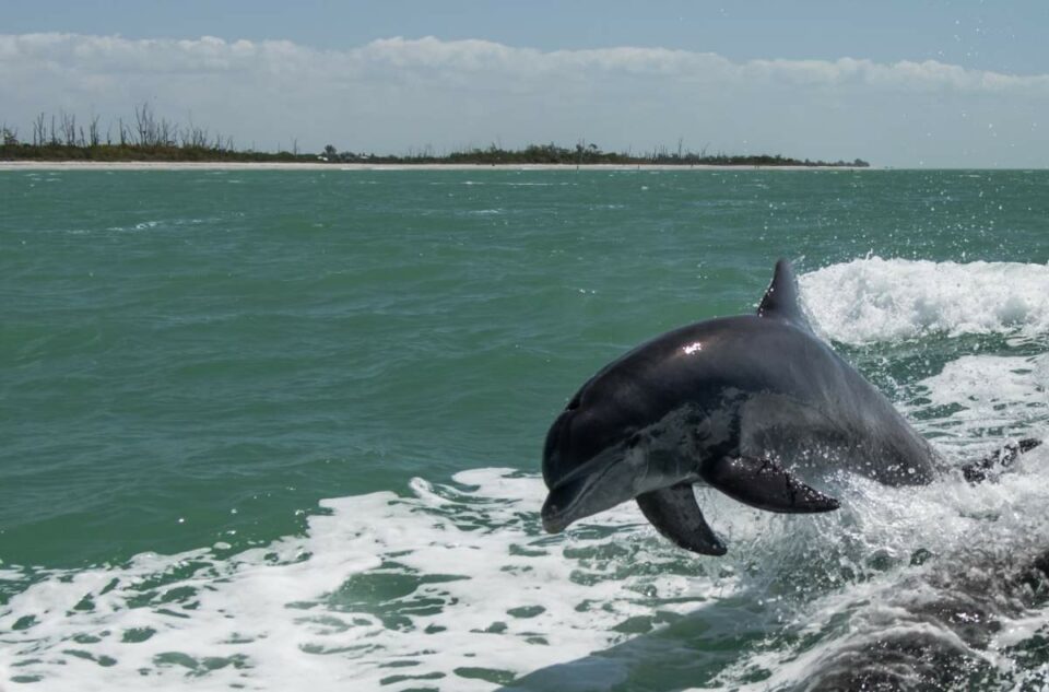 dolphin tour tampa florida