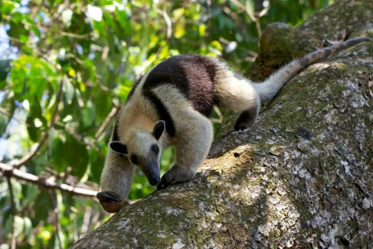 How To Get From San Jose To Corcovado, Costa Rica (4 Best Ways)