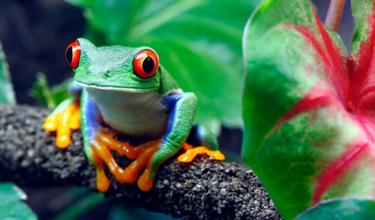 Travel To Costa Rica