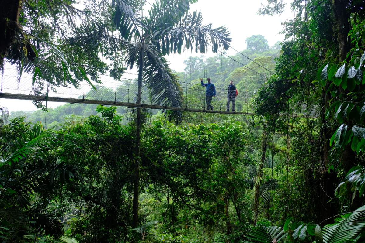 Wanderer Auf Einer Hängebrücke Über Dem Regenwalddach Bei Arenal