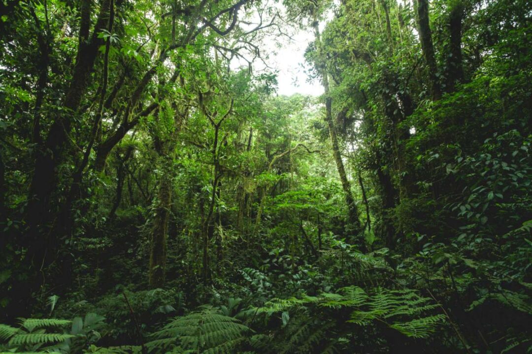 Ultimate List Of The Best Arenal Volcano Hikes, Costa Rica