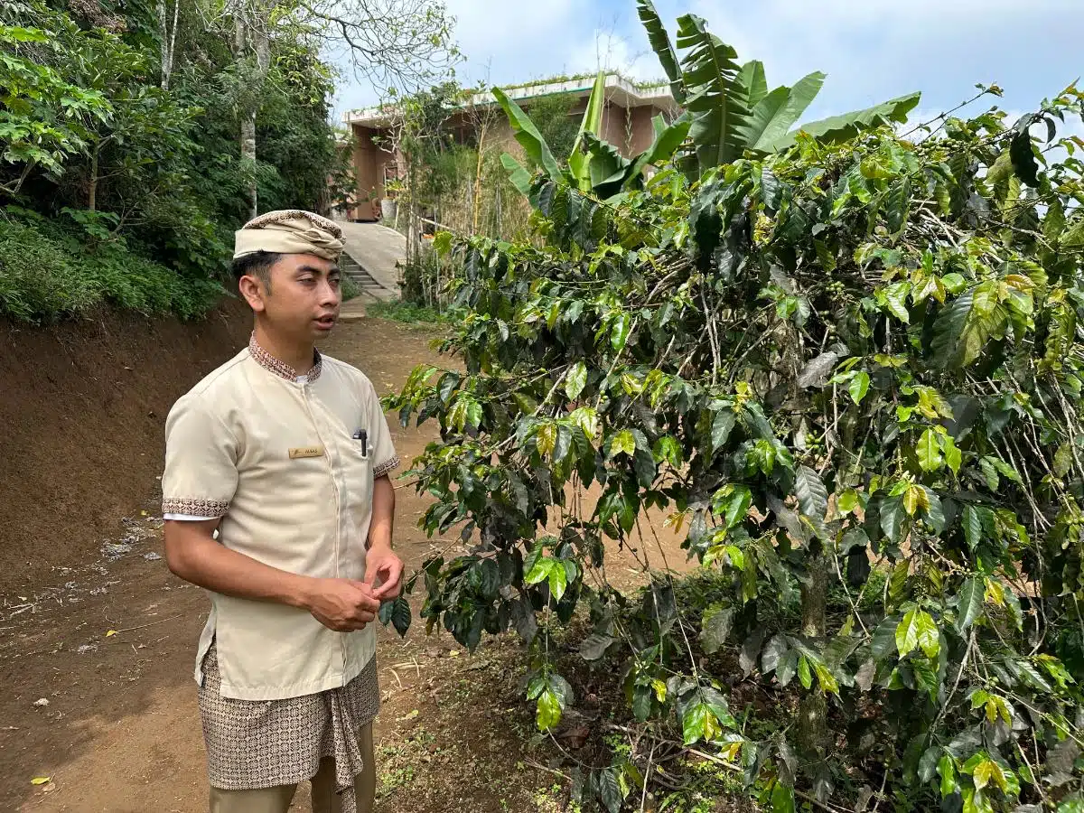 Staff Guide In Traditional Balinese Attire Explaining Coffee Cultivation On The Organic Plantation Tour At Munduk Moding Plantation, Bali