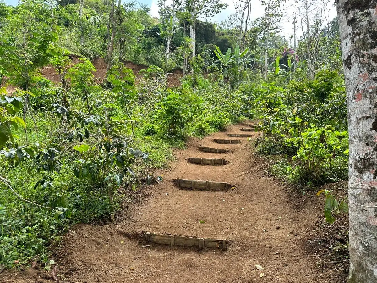Guests Learning About Coffee Processing During A Farm-To-Cup Tour At Munduk Moding Plantation Eco-Resort, North Bali
