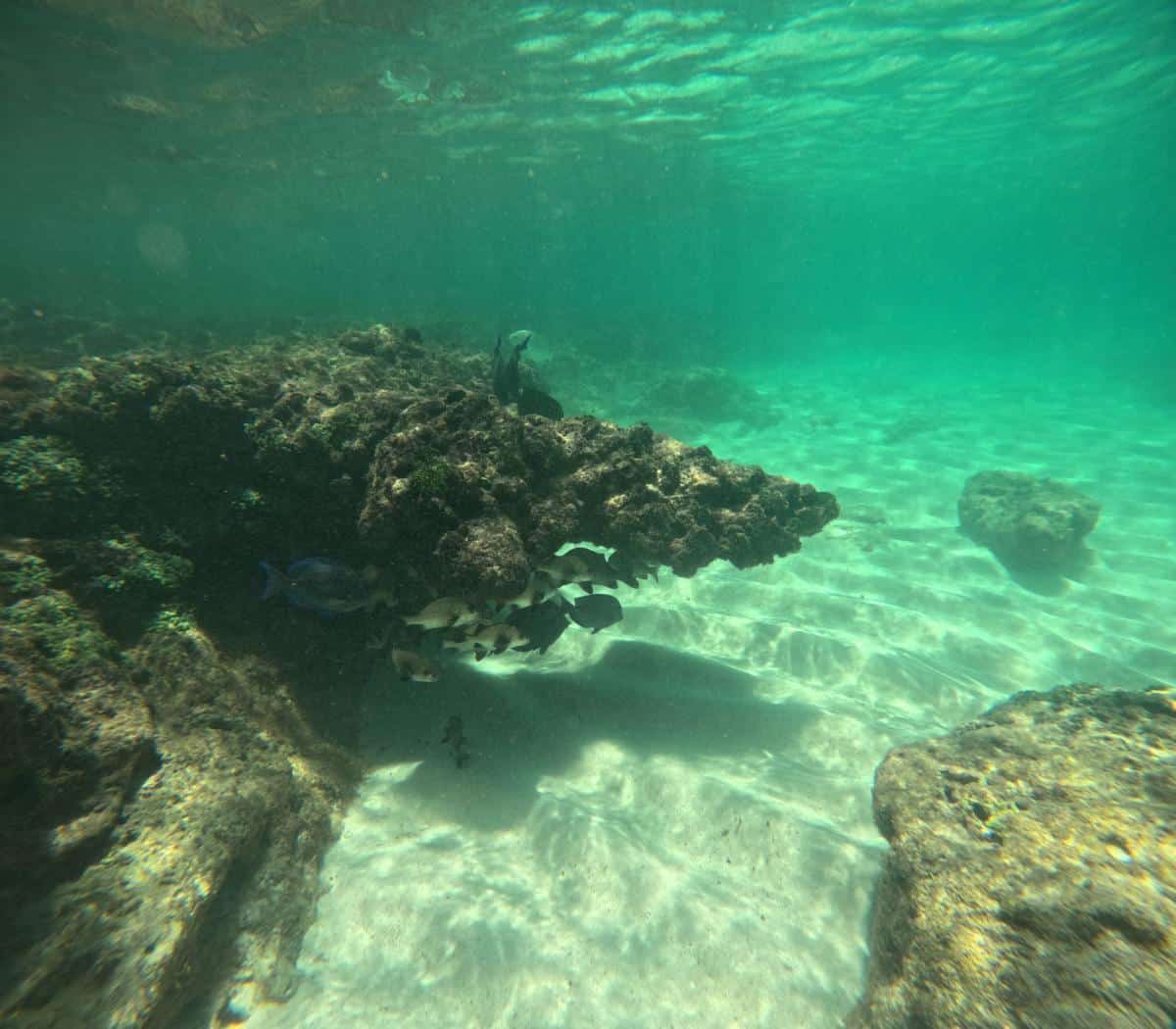 Underwater Snorkeling View Of Tropical Fish And Coral Reef Near Xcaret Arte Resort On The Riviera Maya, Mexico