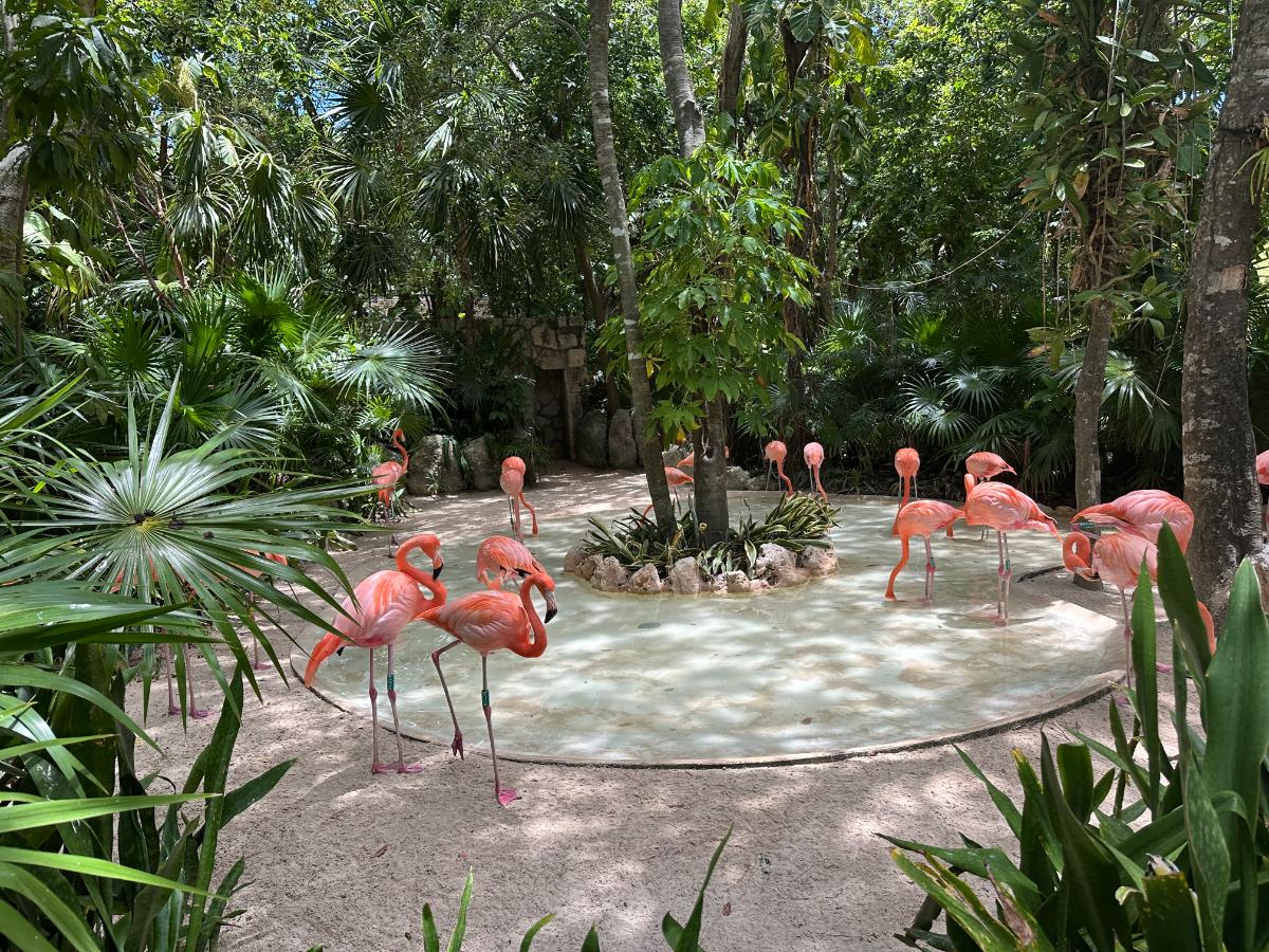 Pink Flamingos In A Tropical Jungle Enclosure At Xcaret Park Near Playa Del Carmen, Mexico