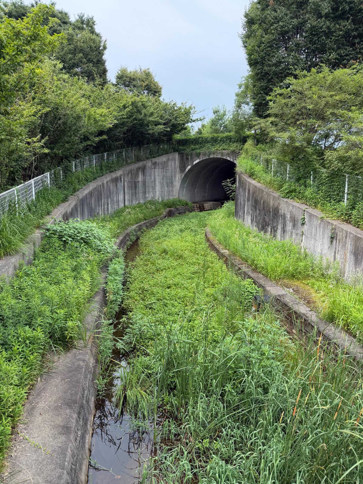 Green Pathway Near Ghibli Park In Nagakute