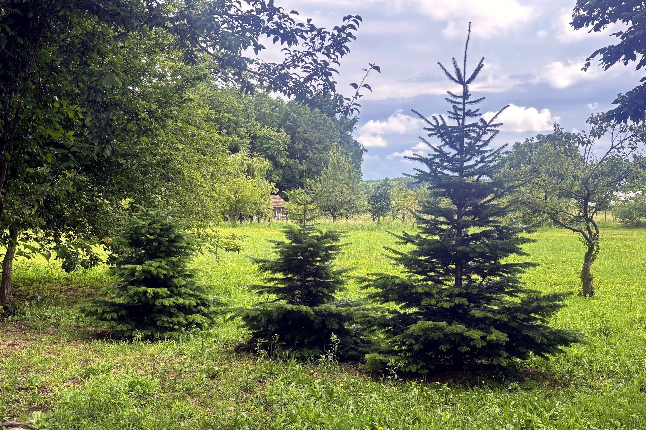 Planting That Lets The Forest Lead At Mala Vila