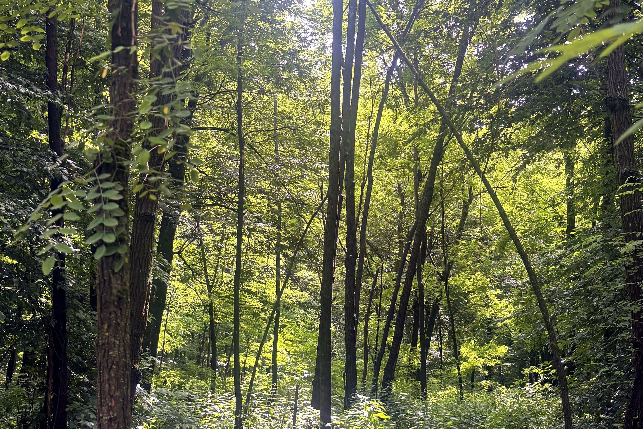 The Woodland Mala Vila Was Built Around