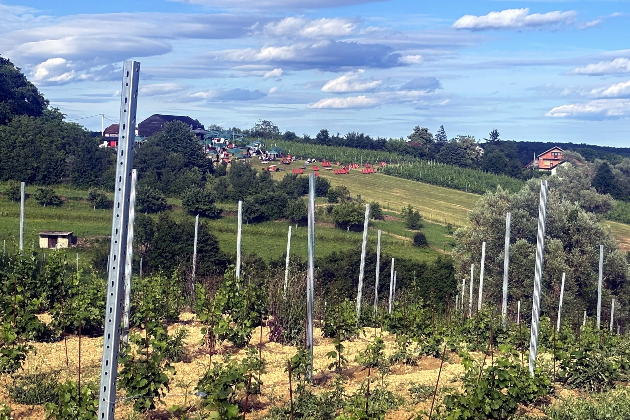 Vines And A Place To Sit At Vuglec Breg