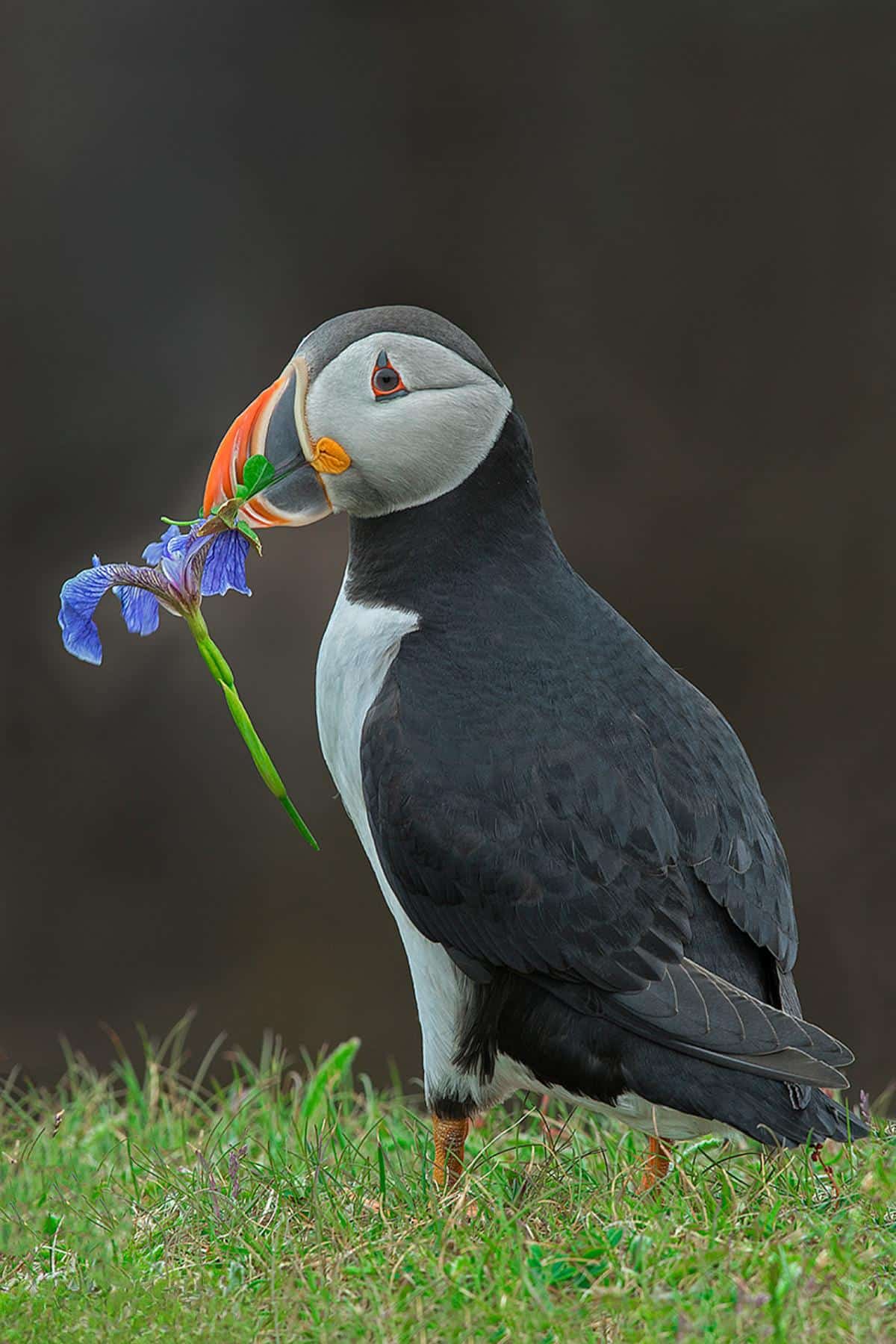 An Atlantic Puffin On Newfoundland's Coast Holding A Wild Blue Iris In Its Colorful Beak