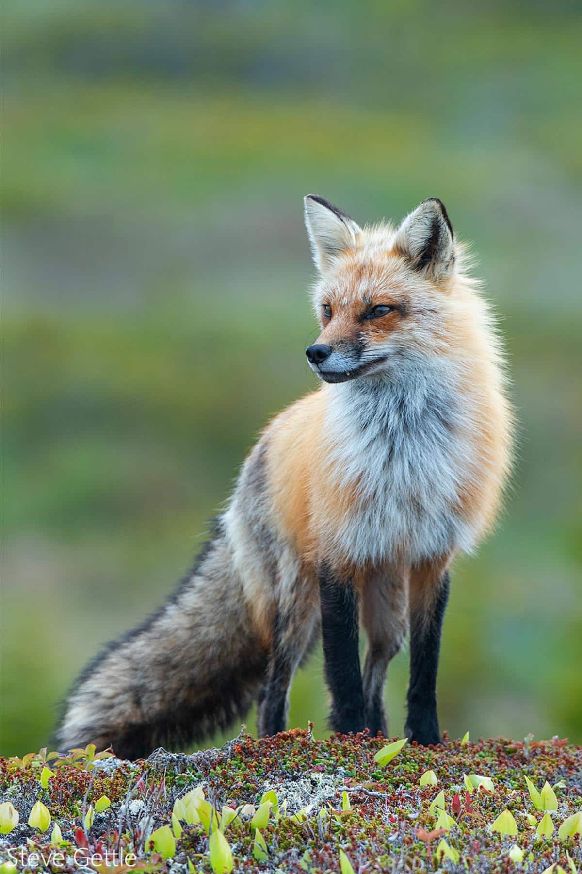 A Red Fox Standing Alert On The Newfoundland Tundra Near Bonavista