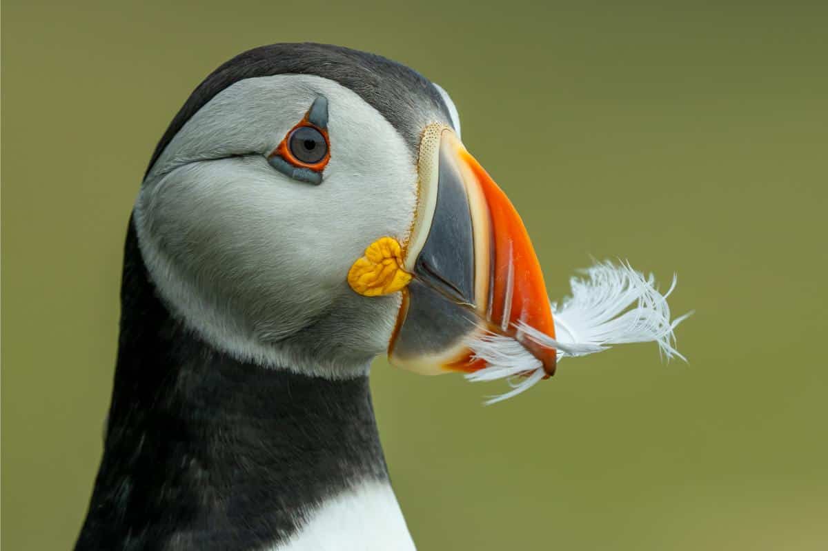 Close-Up Of An Atlantic Puffin's Head And Striped Bill Holding A Small White Feather
