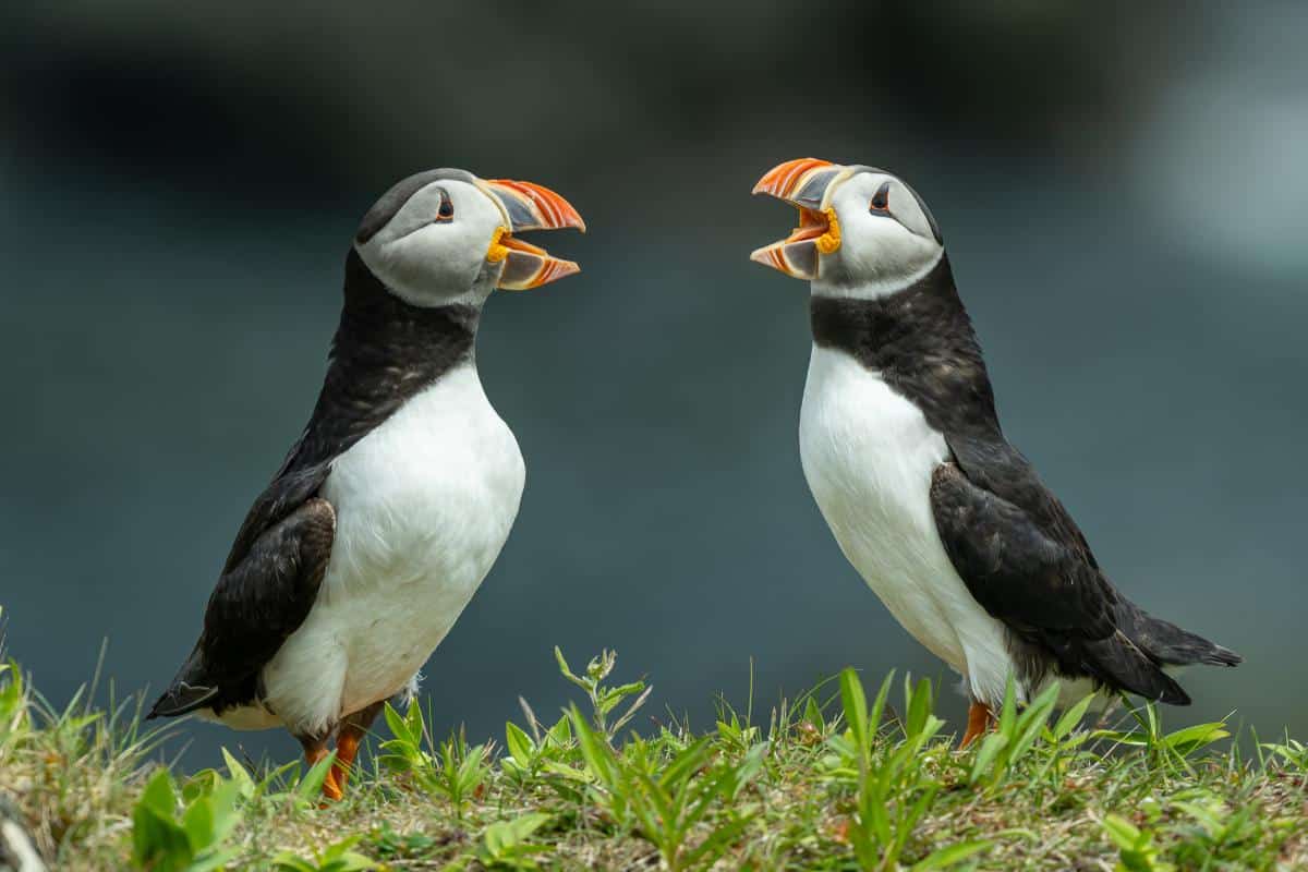 Two Atlantic Puffins Facing Each Other, Beaks Open, On The Grassy Cliffs Of The Elliston Puffin Colony