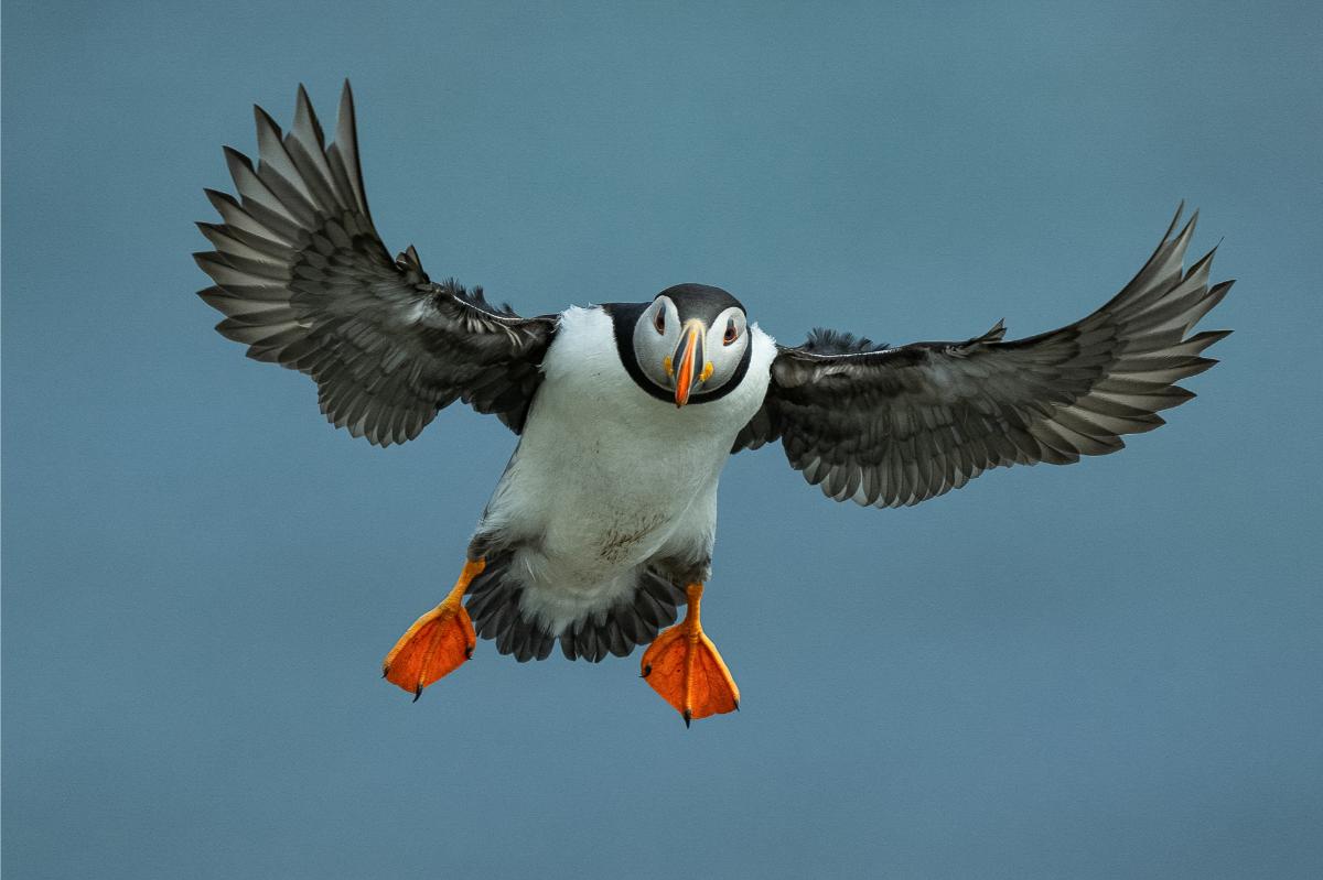An Atlantic Puffin Coming In To Land, Wings Spread And Orange Feet Forward, Over Elliston
