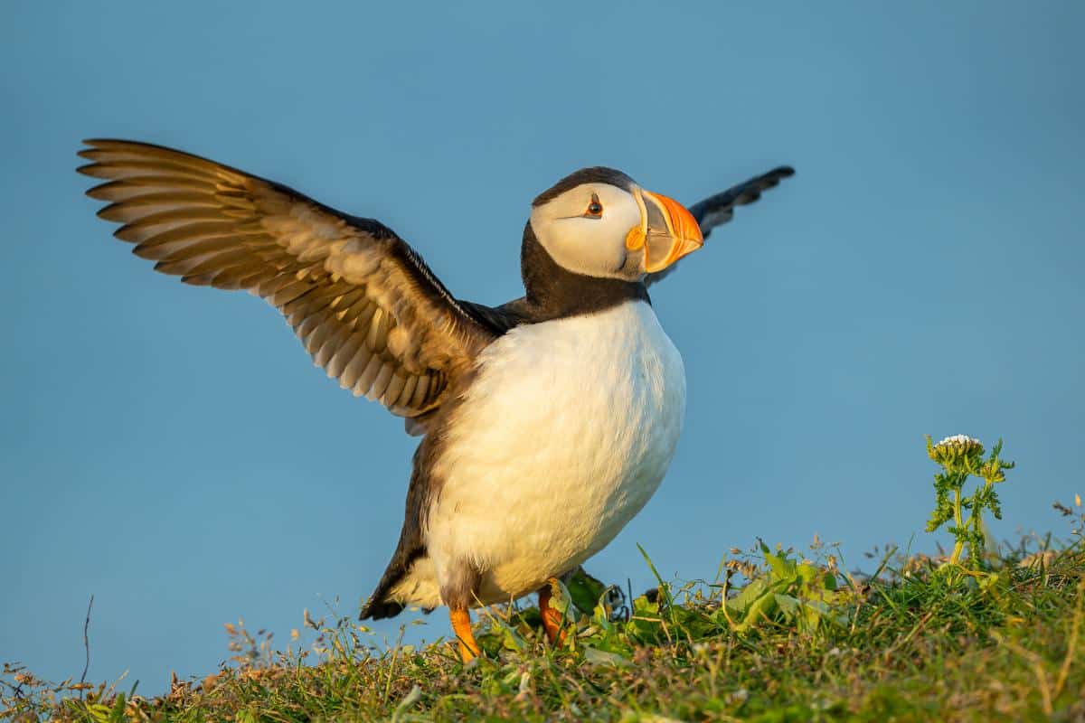 Atlantic Puffin Landing On The Grass With Wings Fully Spread Against A Blue Sky