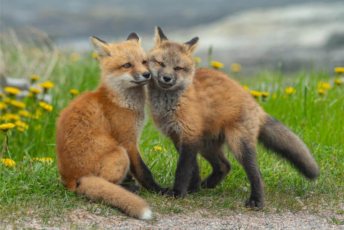 A Red Fox Kit Pouncing Playfully On Another Kit Lying In The Grass